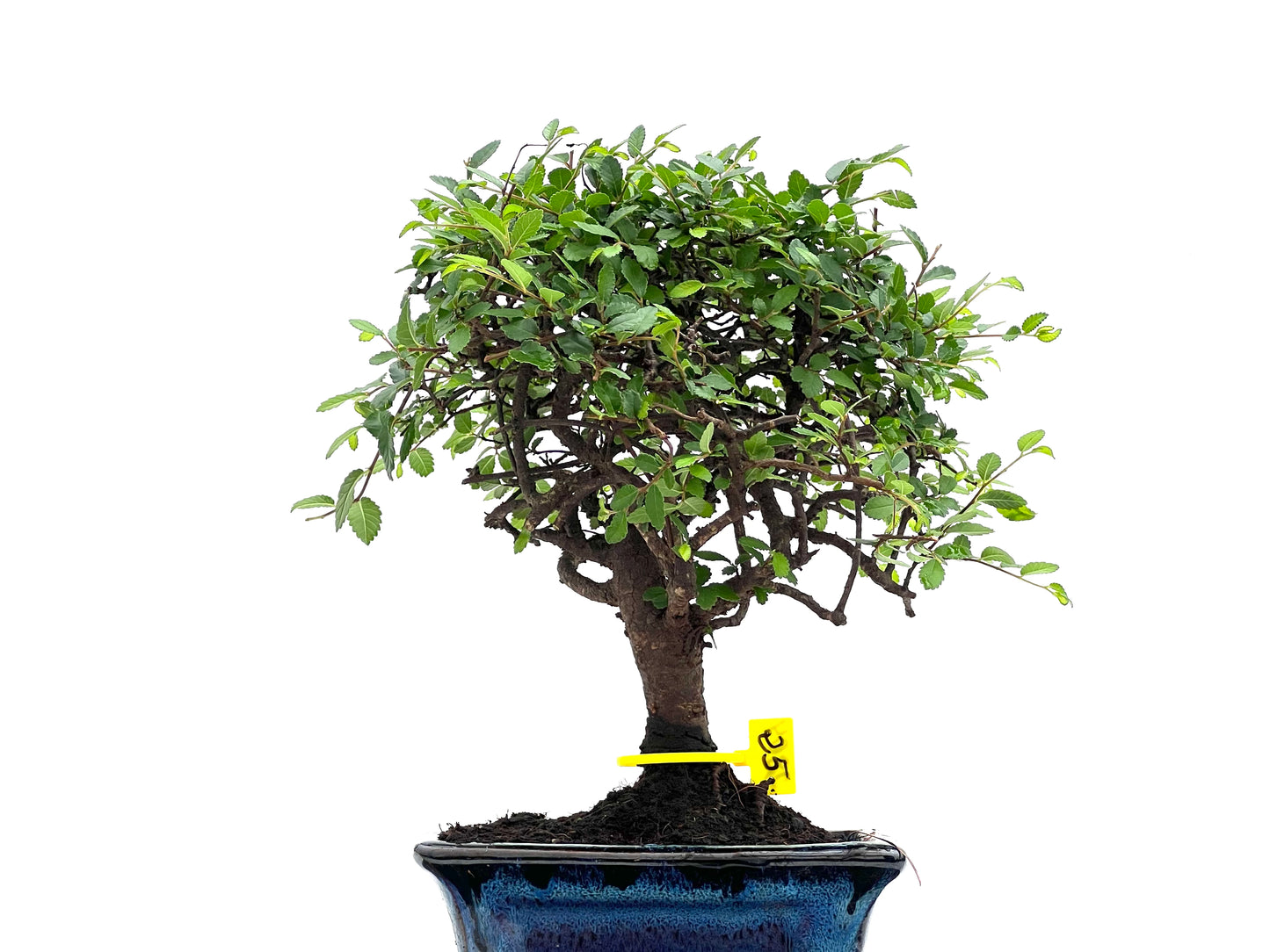 Ulmus Parvifolia 2804