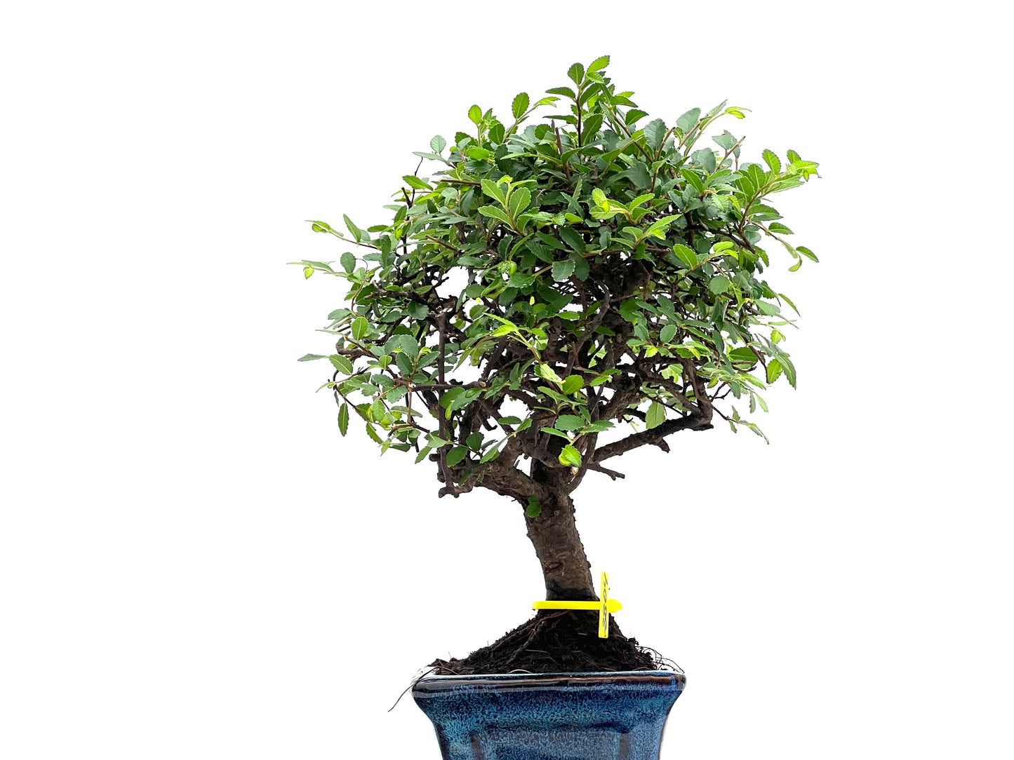 Ulmus Parvifolia 2804