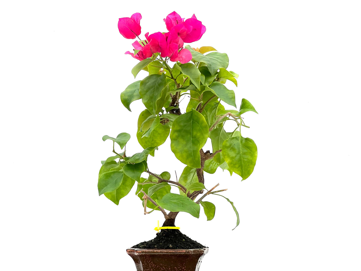 Buganvilla Glabra 2767