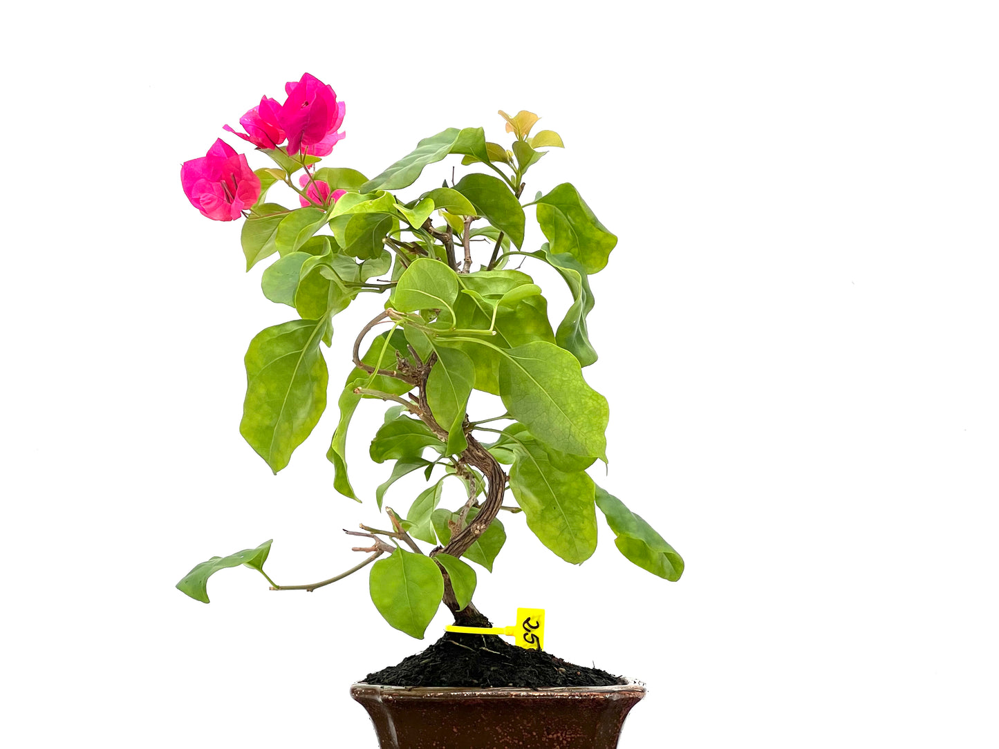 Buganvilla Glabra 2767