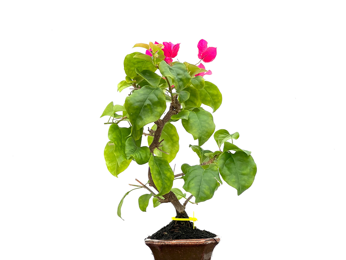 Buganvilla Glabra 2767