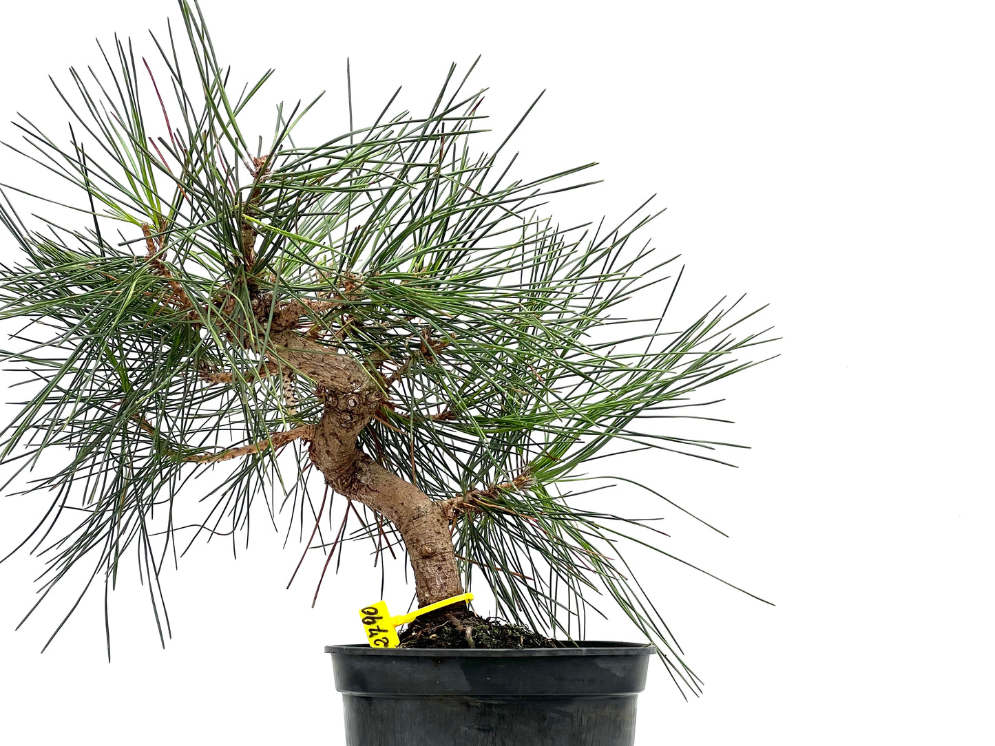 Pinus Thunbergii 2790