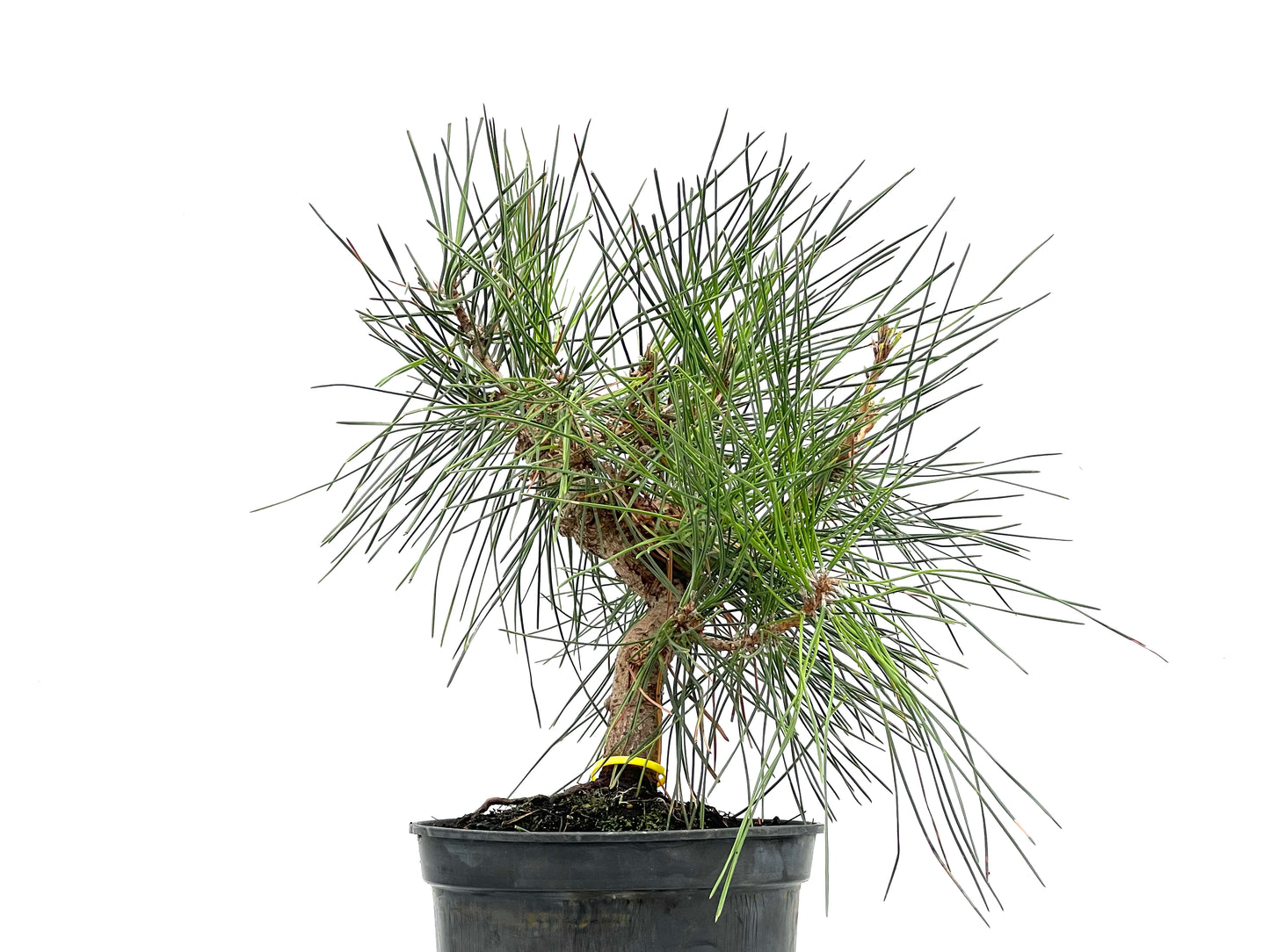 Pinus Thunbergii 2790