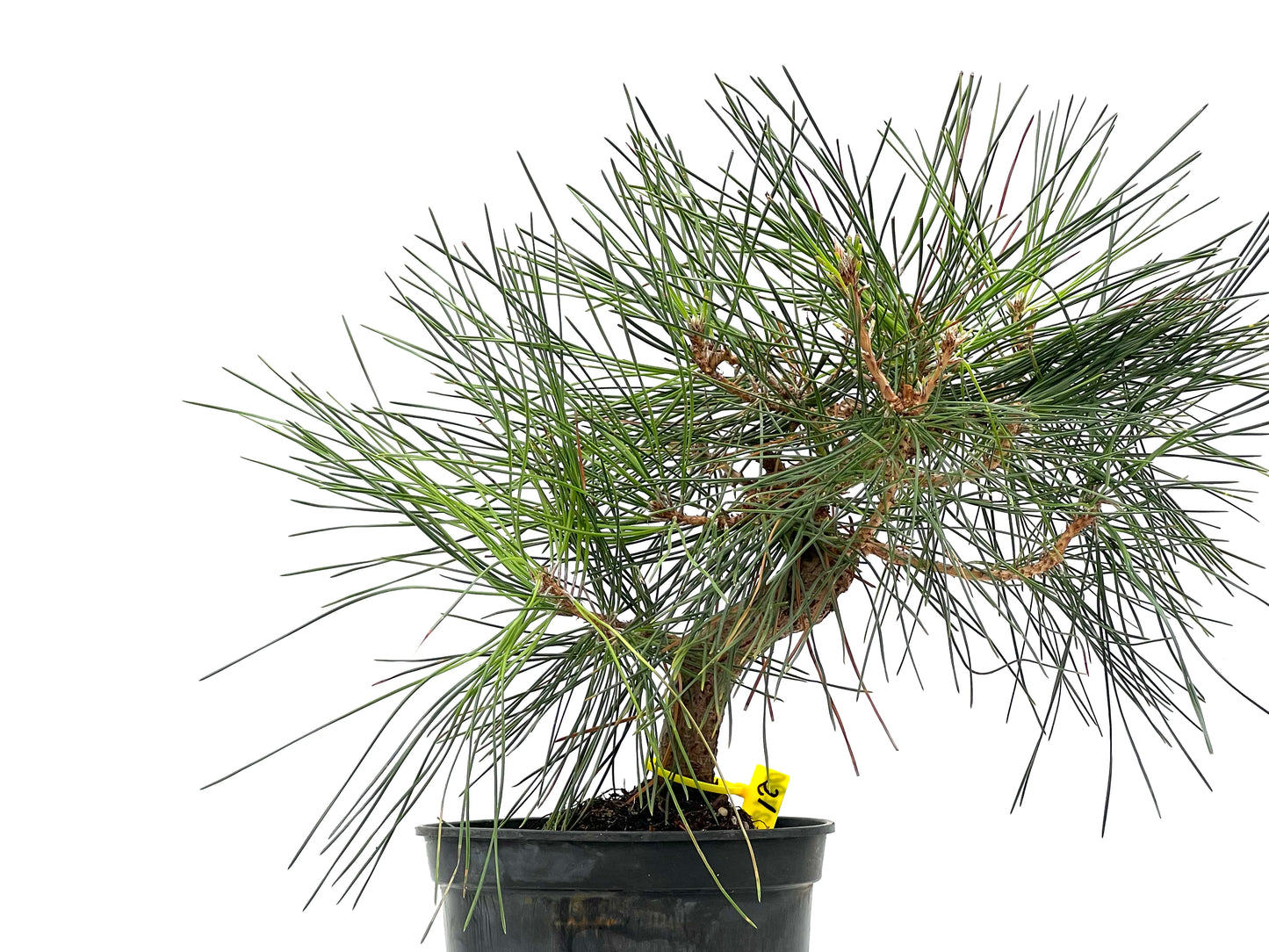 Pinus Thunbergii 2790