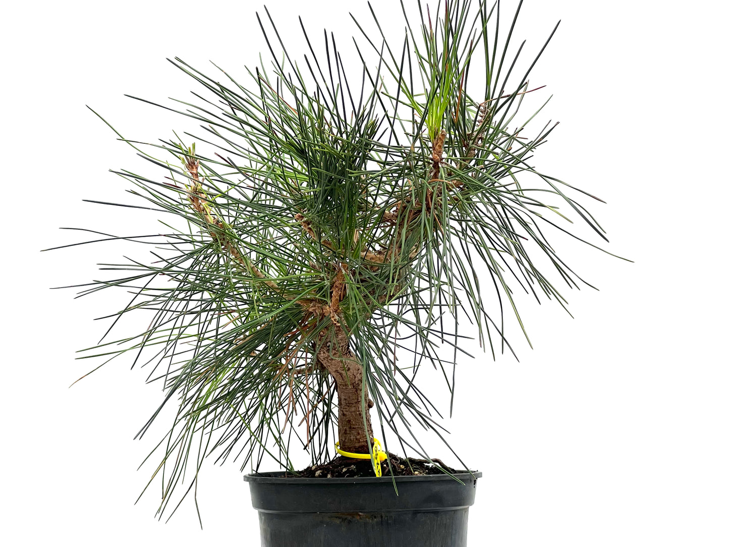 Pinus Thunbergii 2790