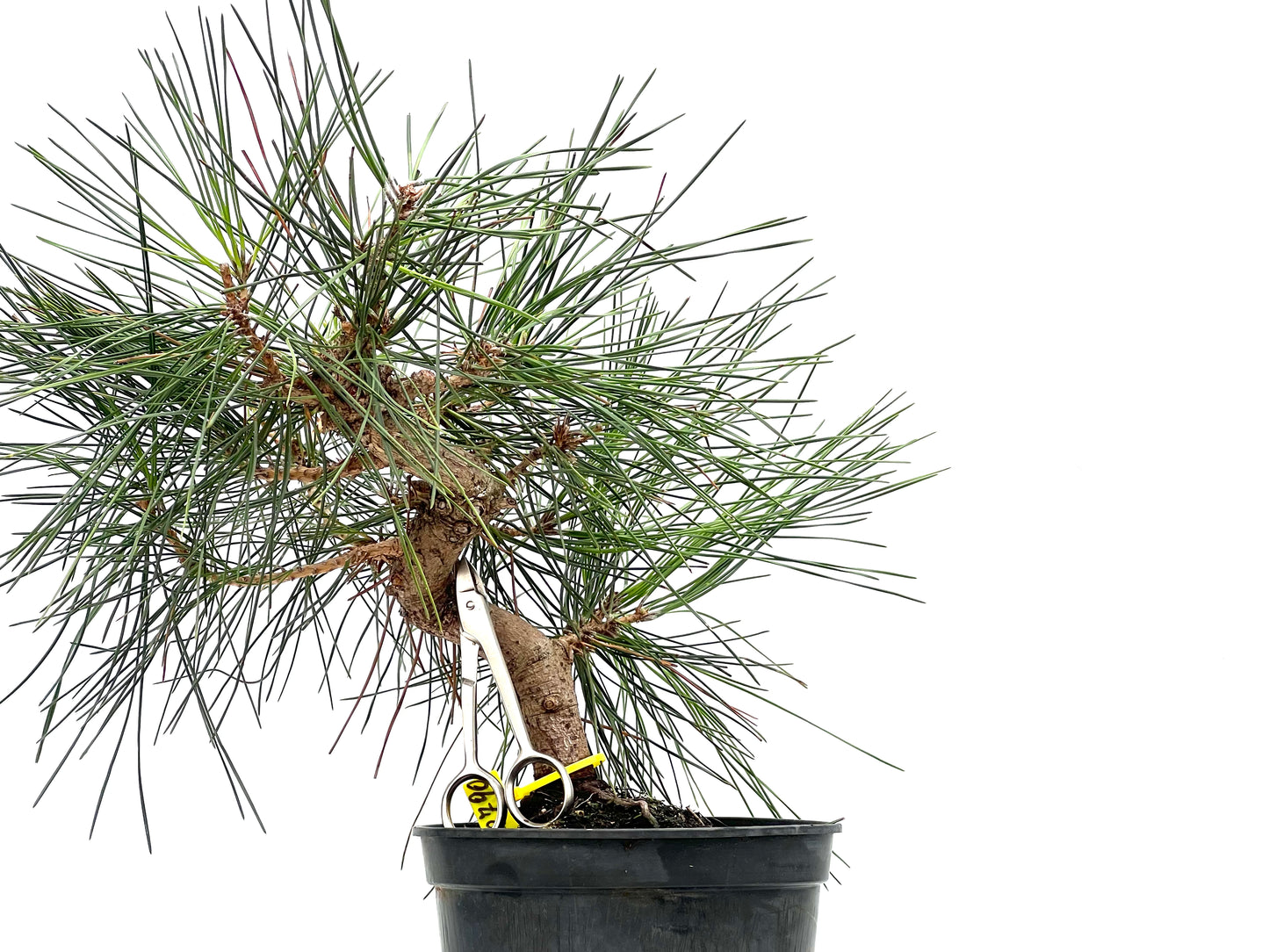 Pinus Thunbergii 2790