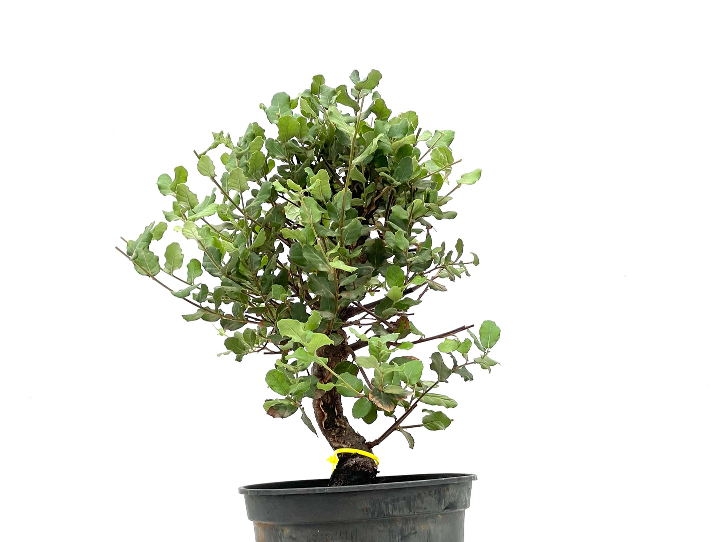 Quercus Suber 2787