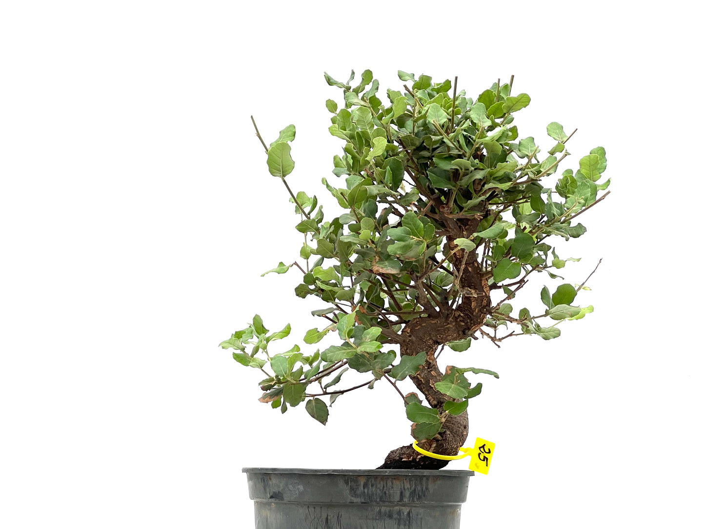 Quercus Suber 2787