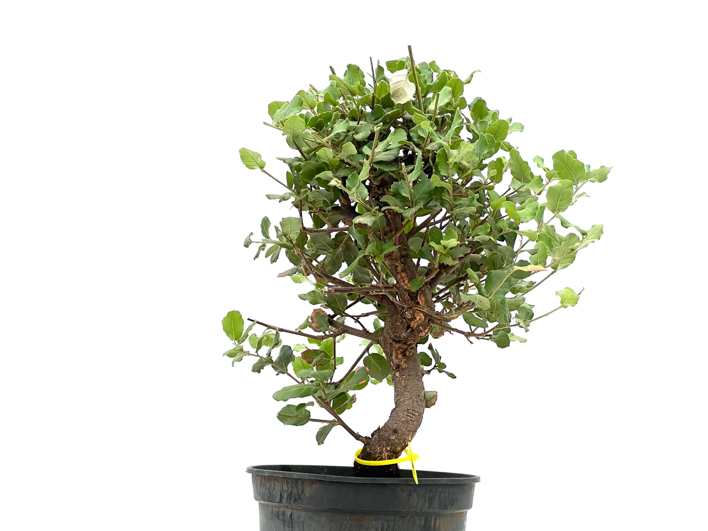 Quercus Suber 2787