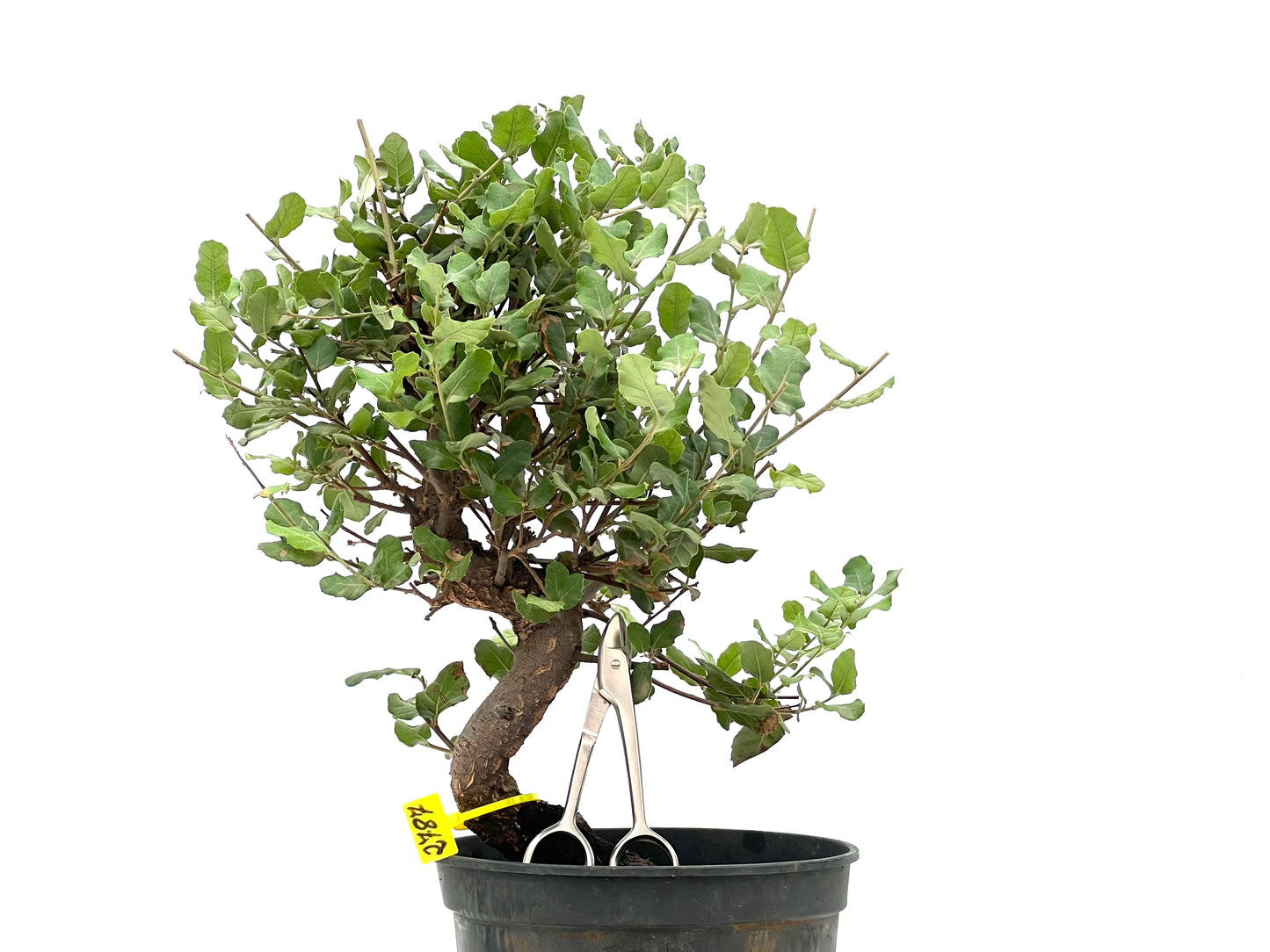 Quercus Suber 2787