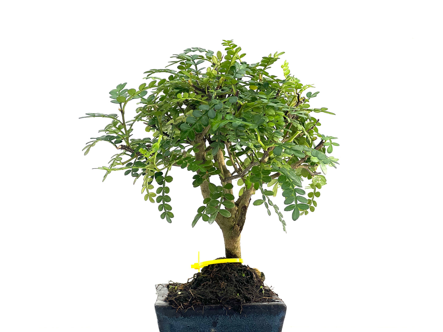 Zanthoxylum Piperitum 2810
