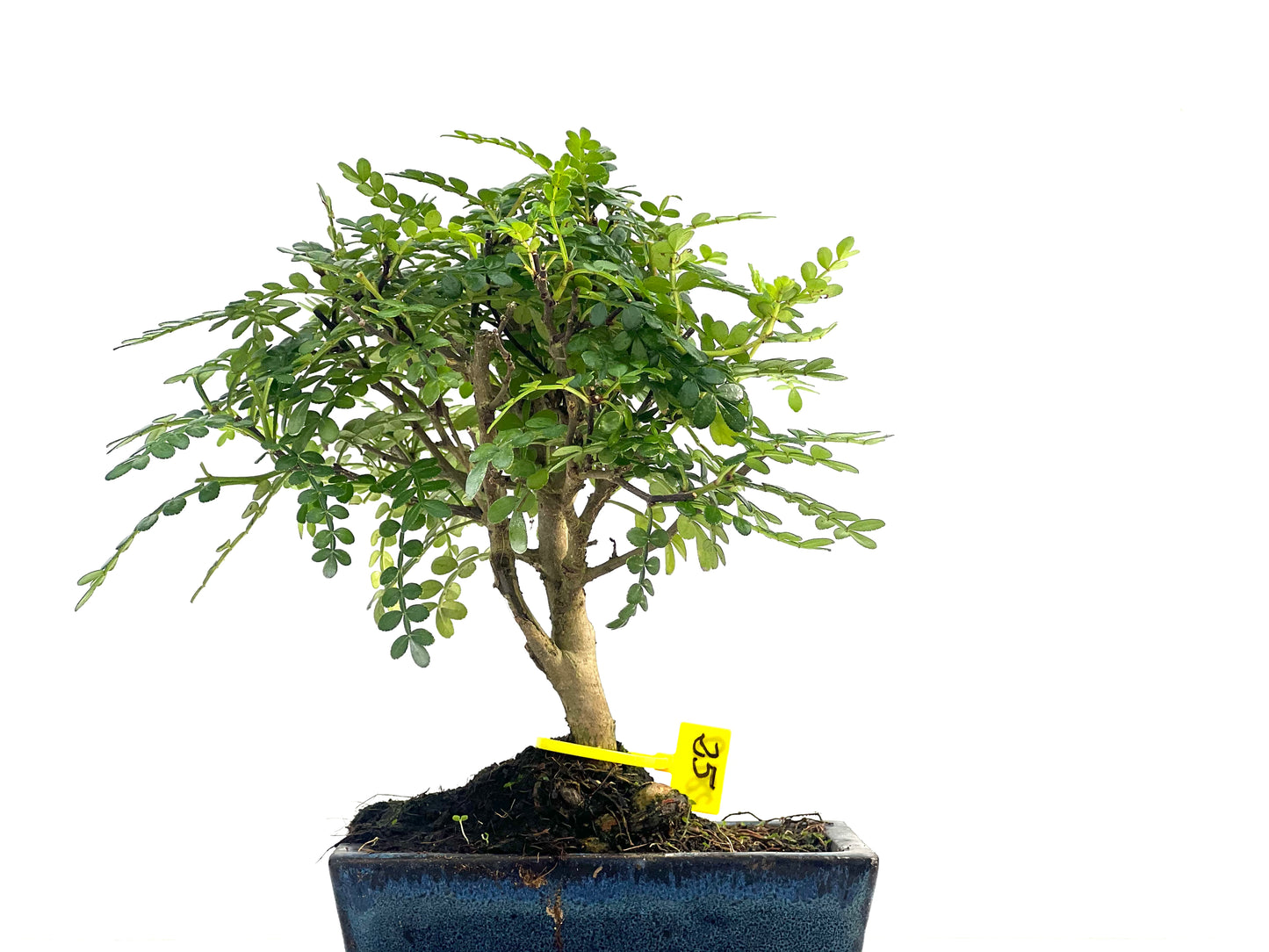 Zanthoxylum Piperitum 2810