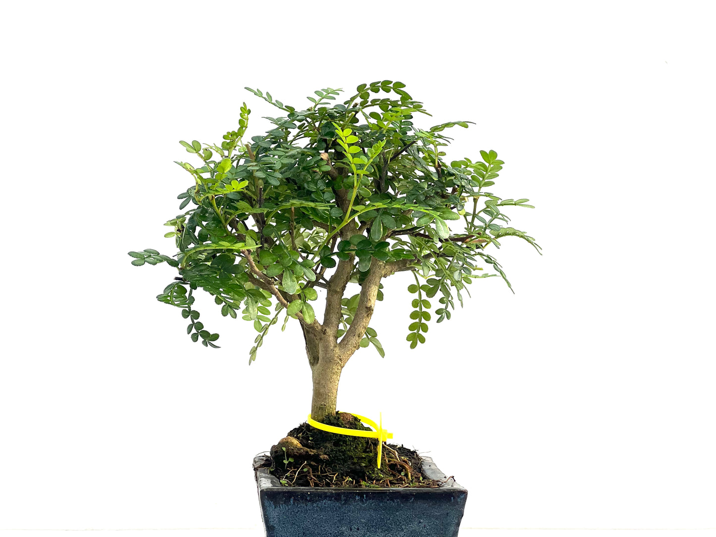 Zanthoxylum Piperitum 2810