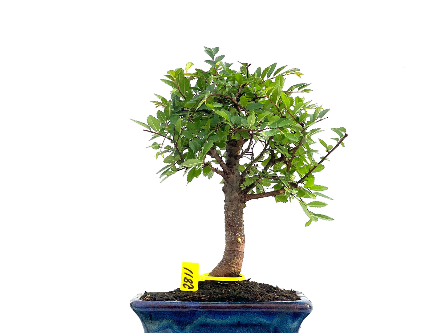 Ulmus Parvifolia 2811