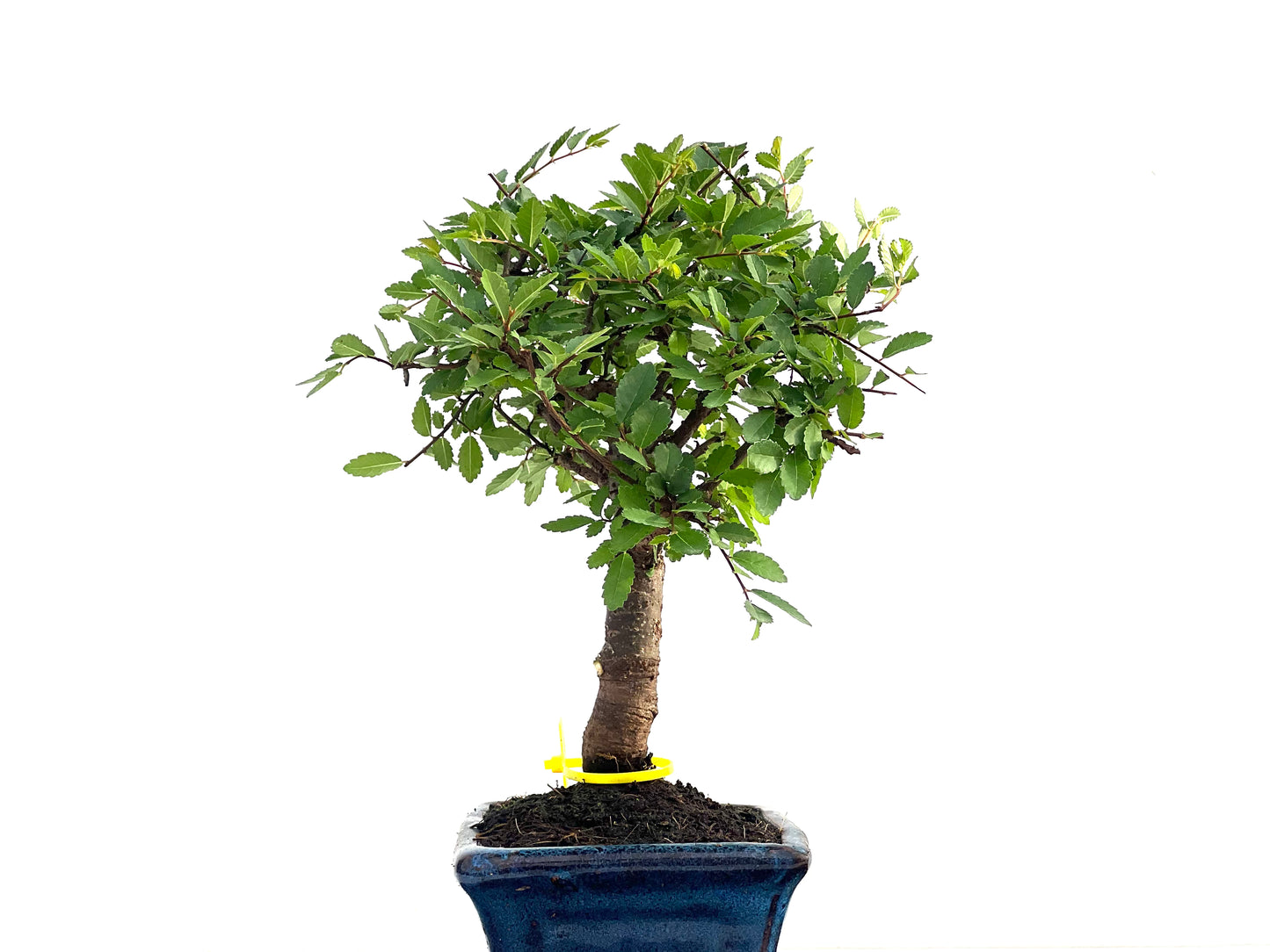 Ulmus Parvifolia 2811