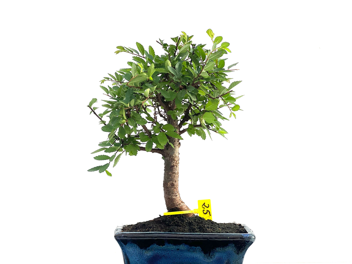 Ulmus Parvifolia 2811