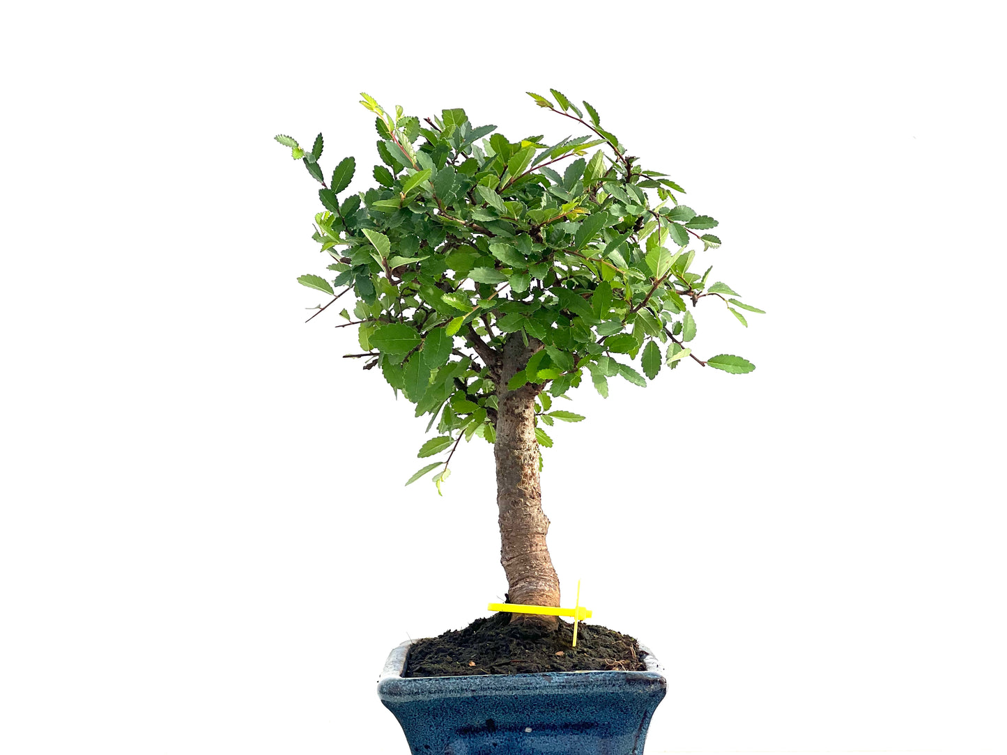 Ulmus Parvifolia 2811