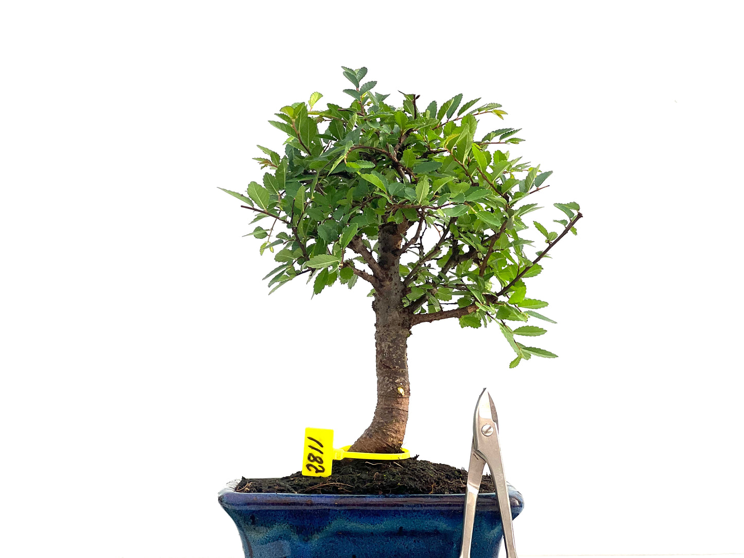 Ulmus Parvifolia 2811