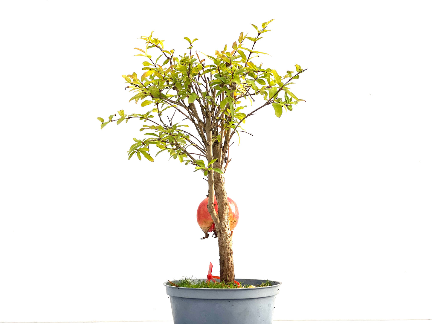 Punica Granatum Nana 2740