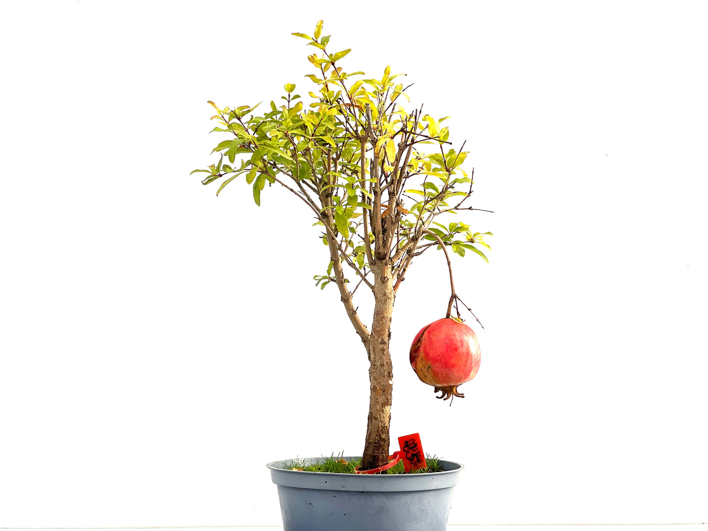 Punica Granatum Nana 2740