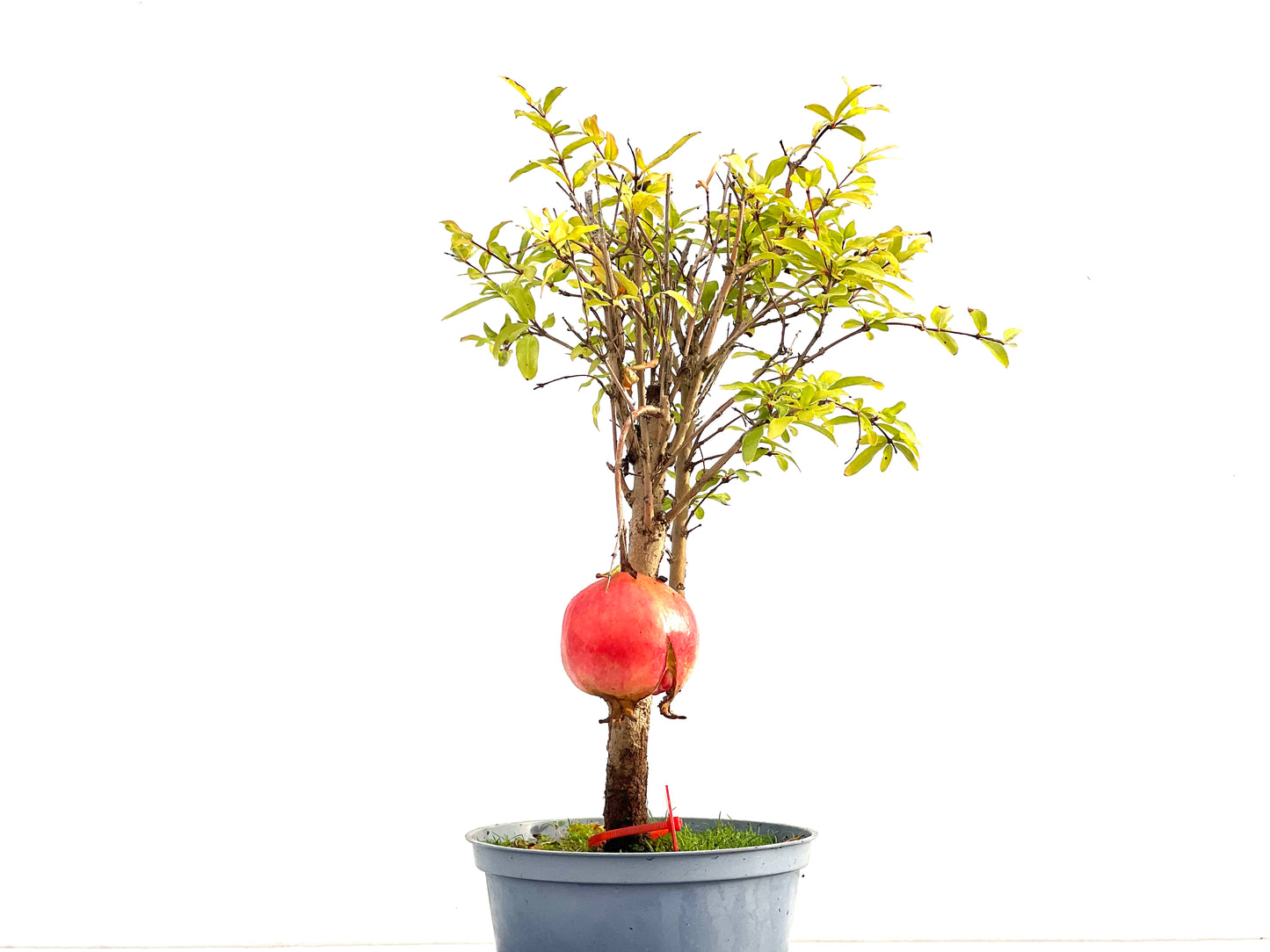 Punica Granatum Nana 2740