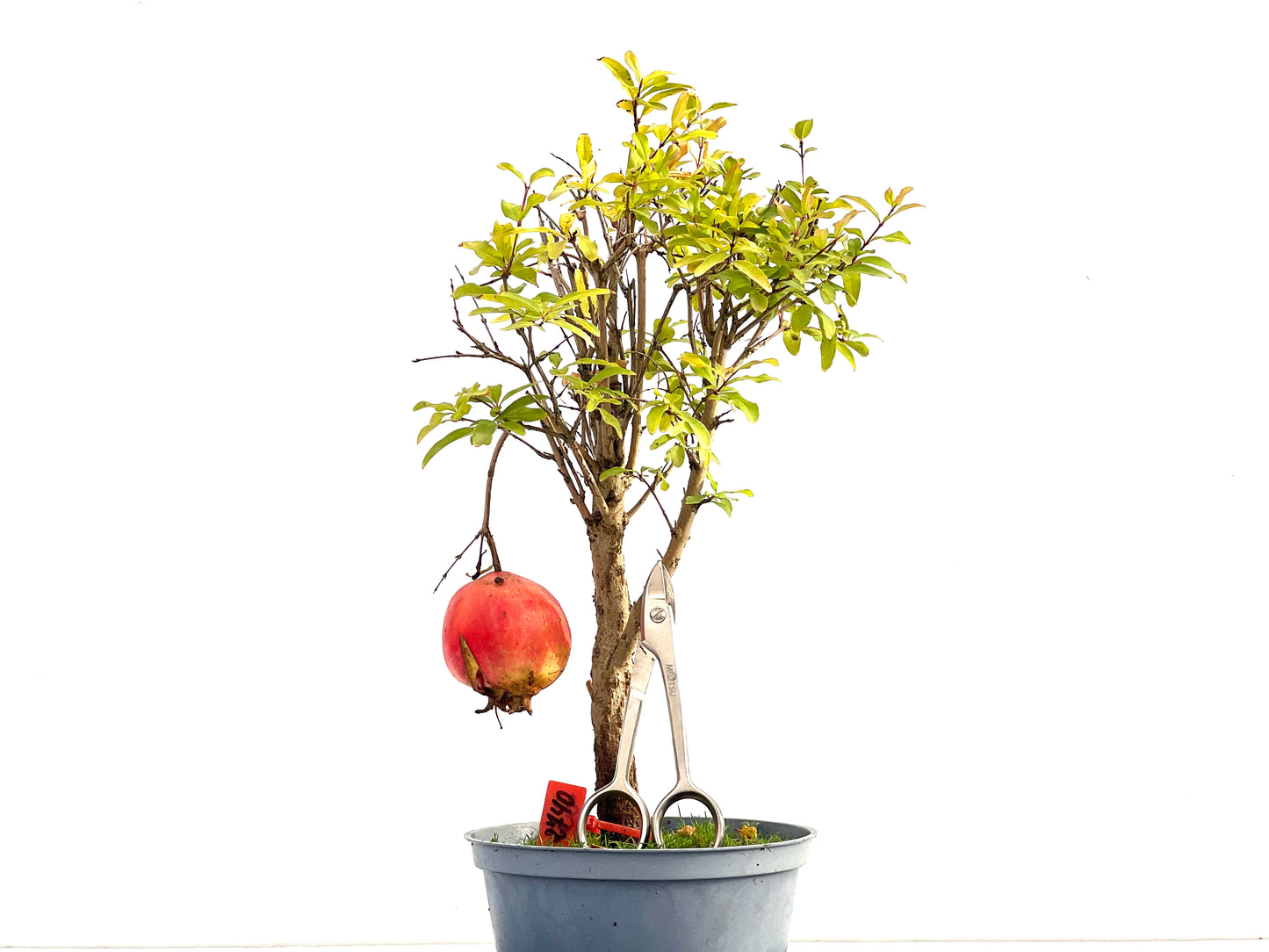 Punica Granatum Nana 2740