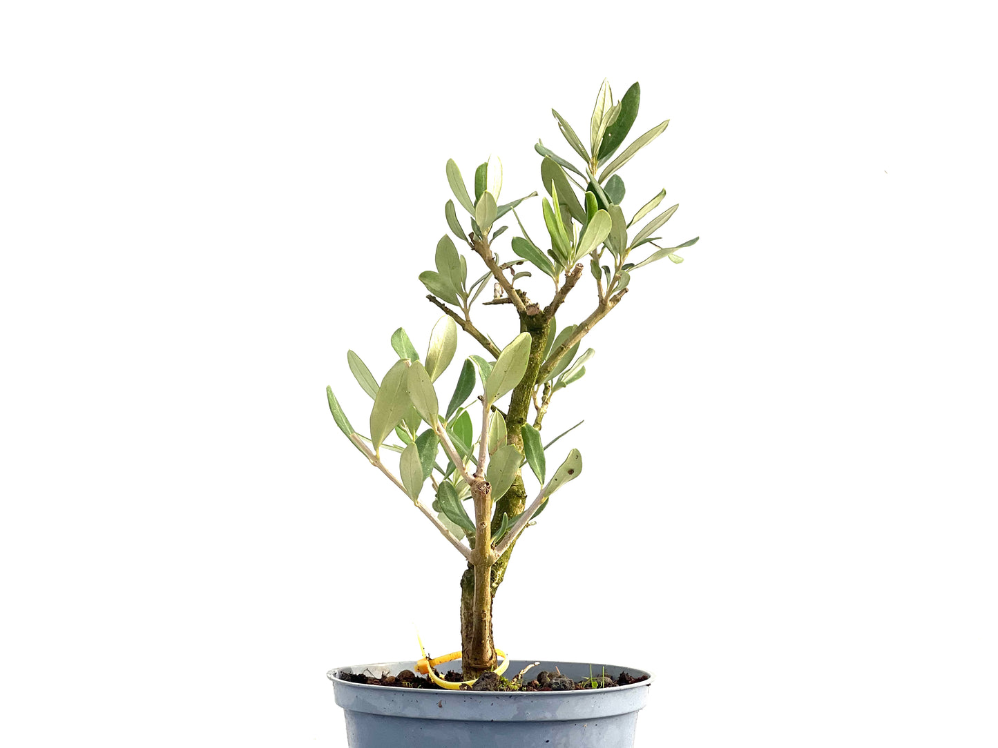 Olea Europaea 2741