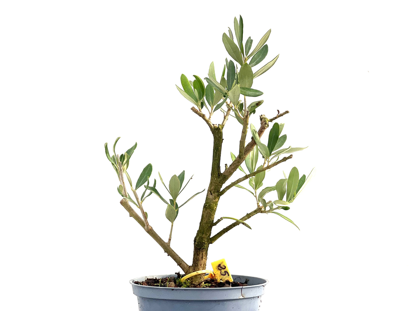 Olea Europaea 2741