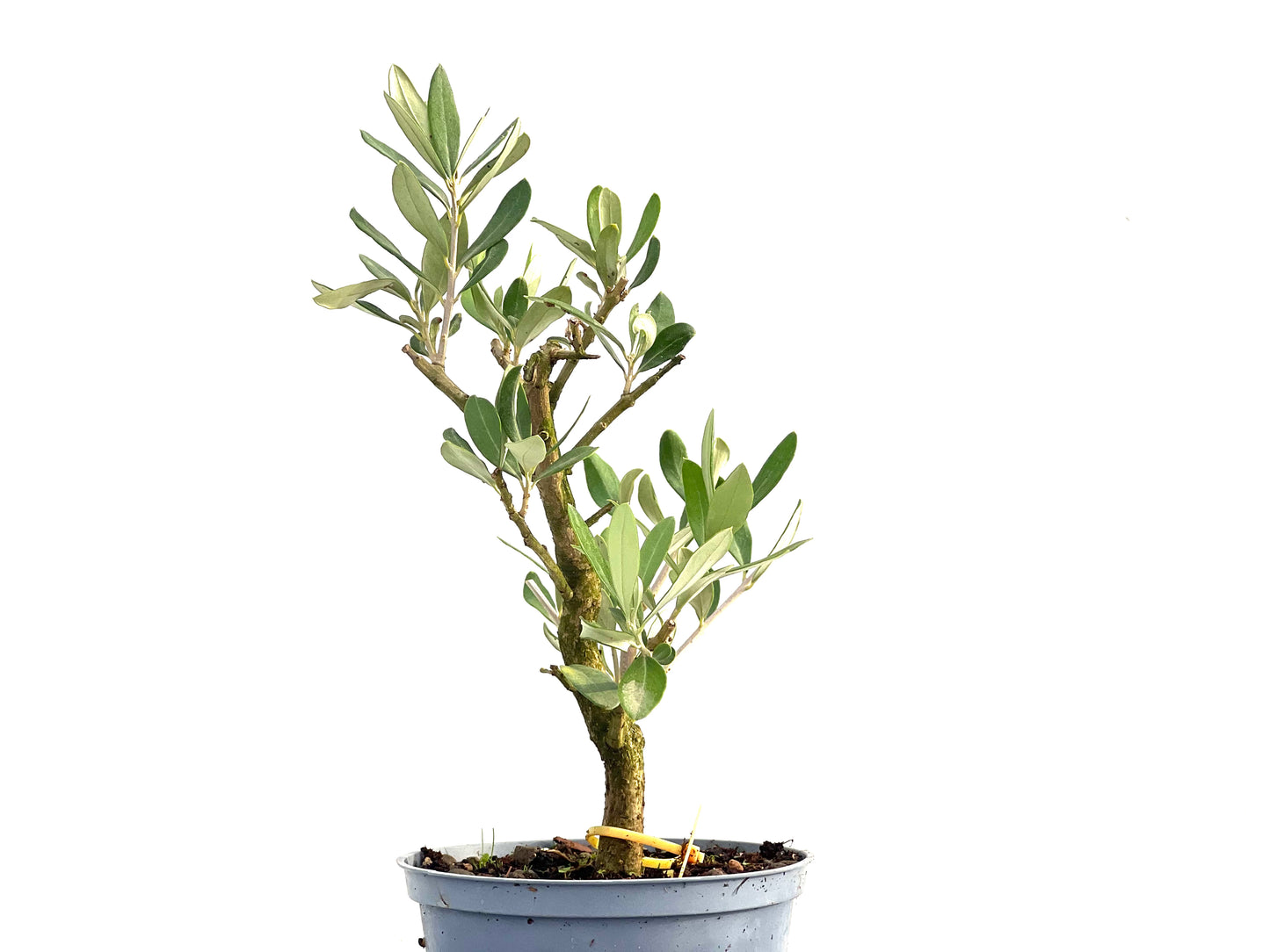 Olea Europaea 2741