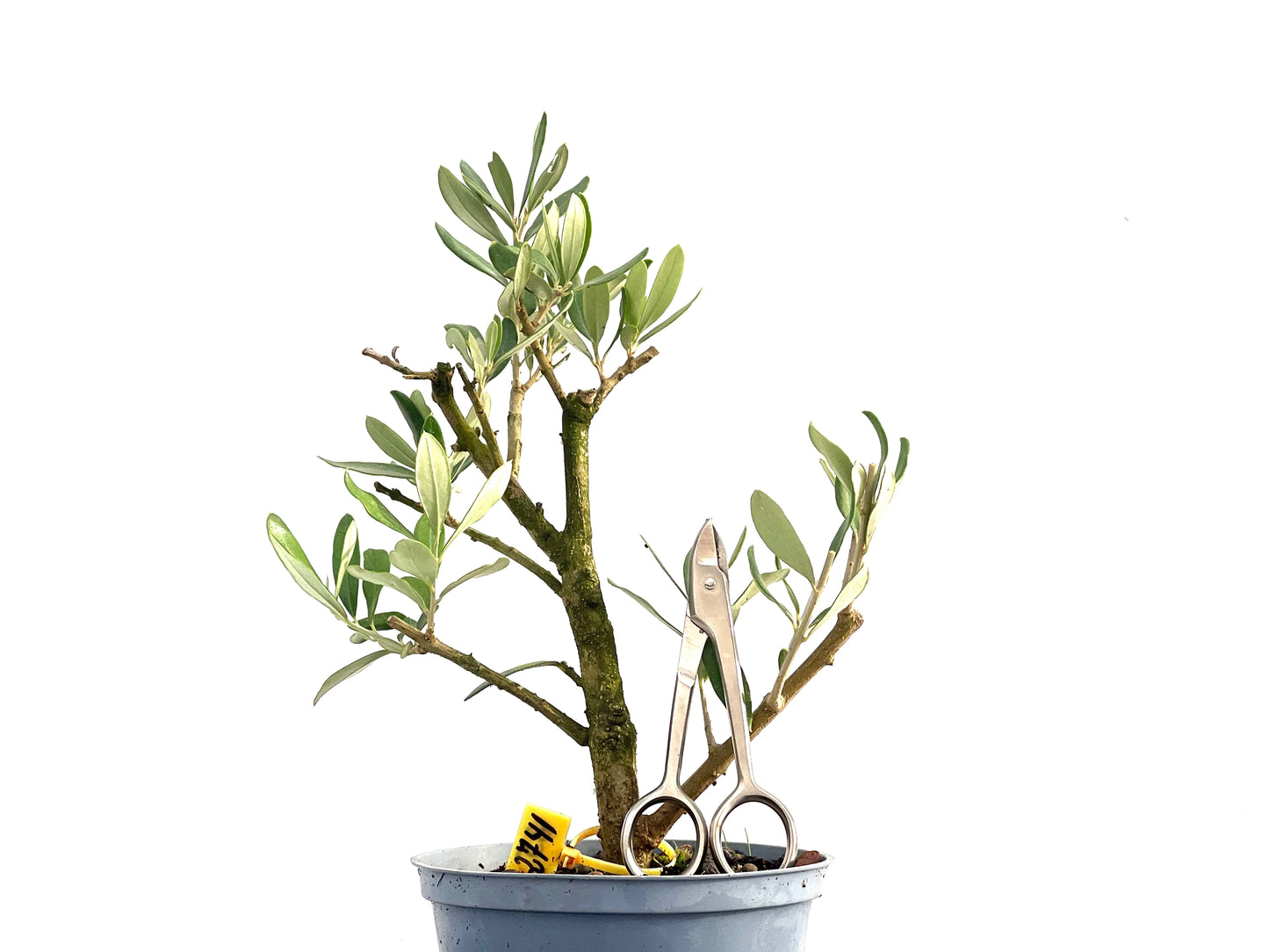 Olea Europaea 2741