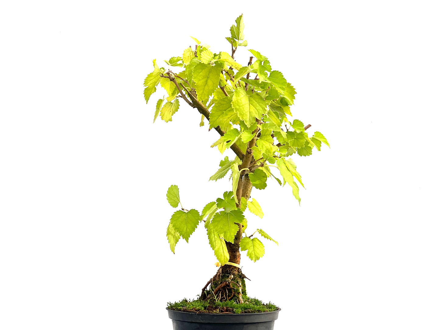 Morus Alba 2739