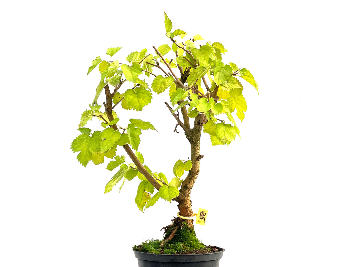 Morus Alba 2739