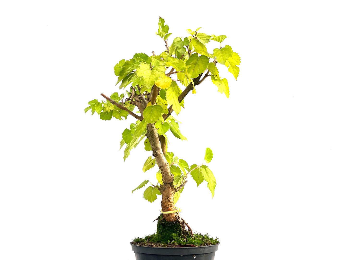 Morus Alba 2739
