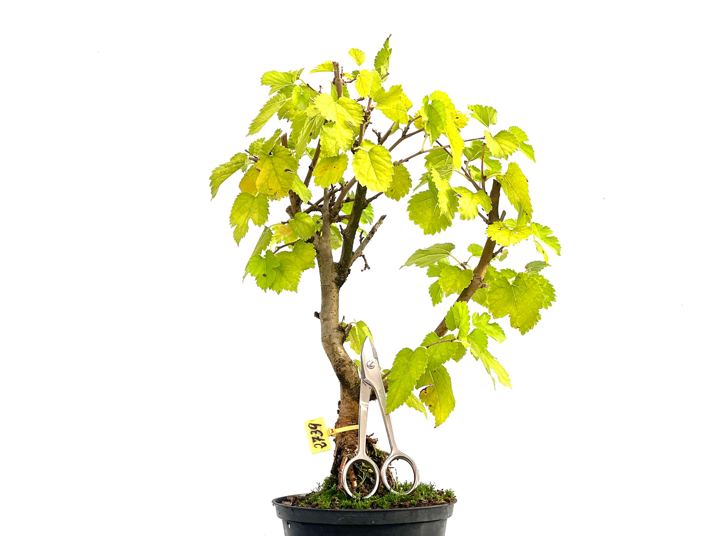 Morus Alba 2739