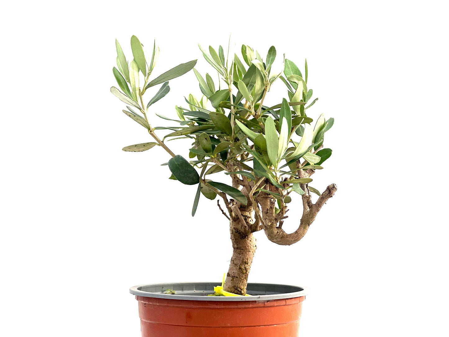Olea Europaea 2738