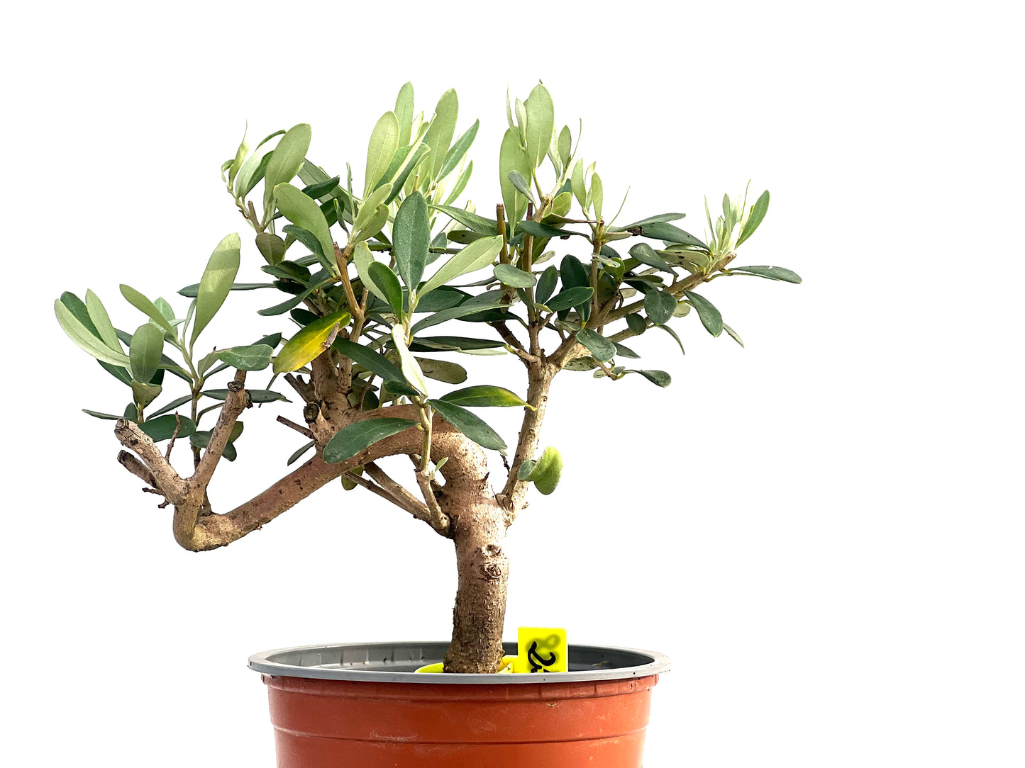 Olea Europaea 2738