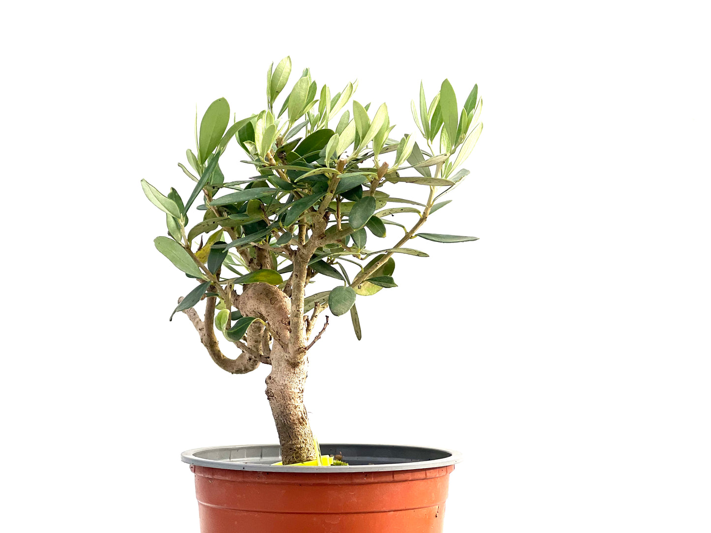 Olea Europaea 2738