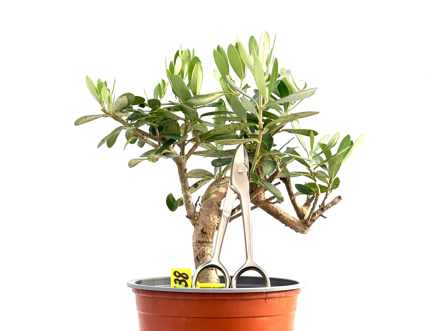 Olea Europaea 2738