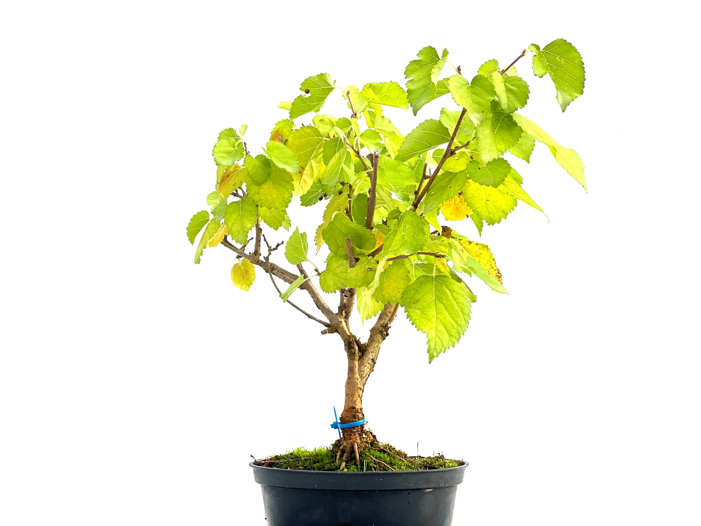 Morus Alba 2736
