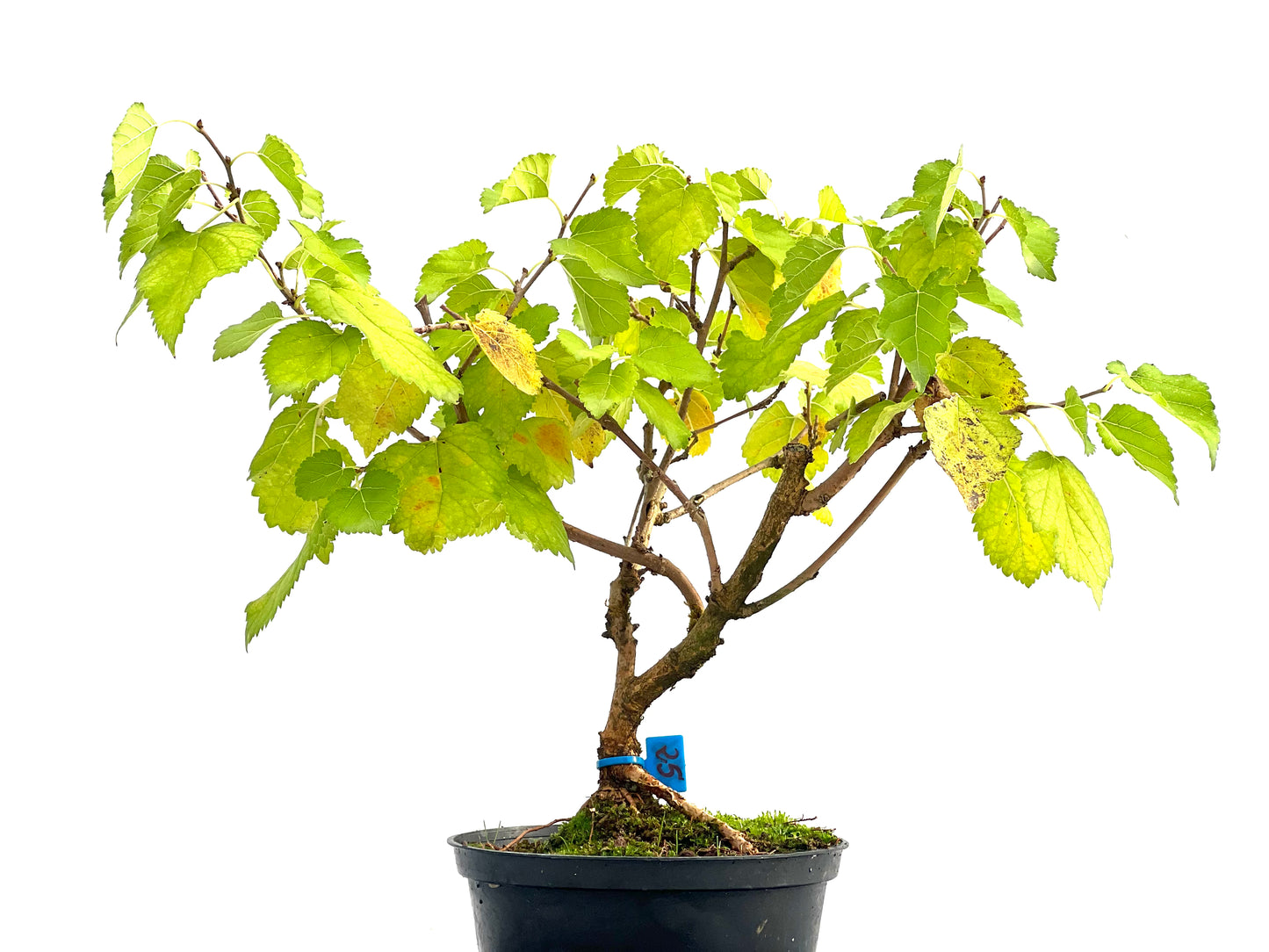 Morus Alba 2736