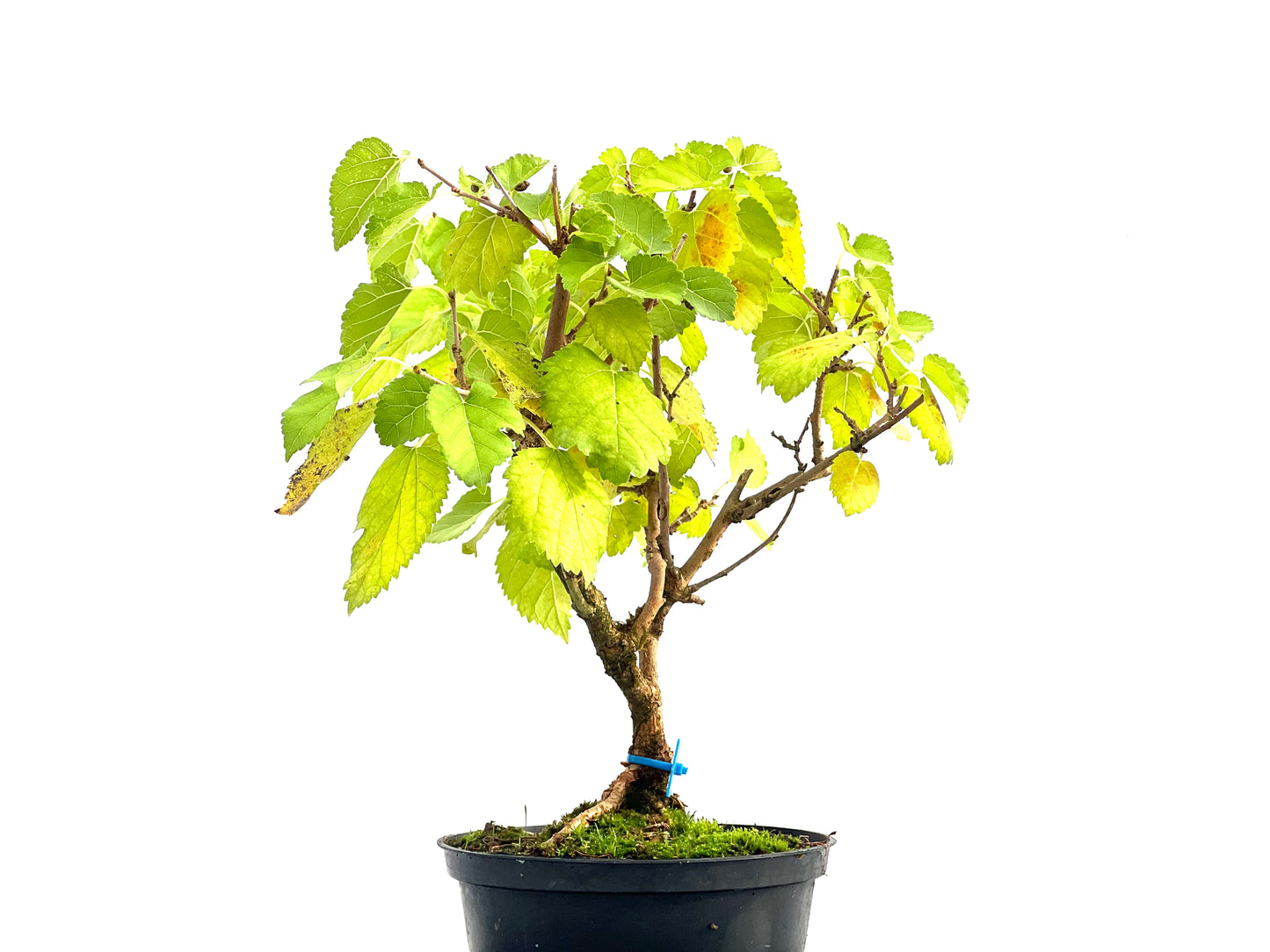 Morus Alba 2736