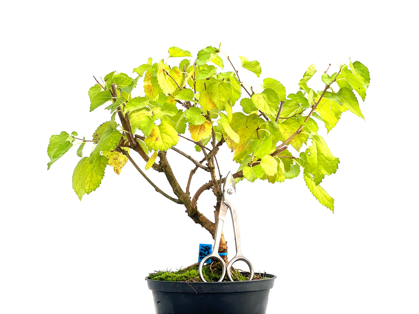 Morus Alba 2736