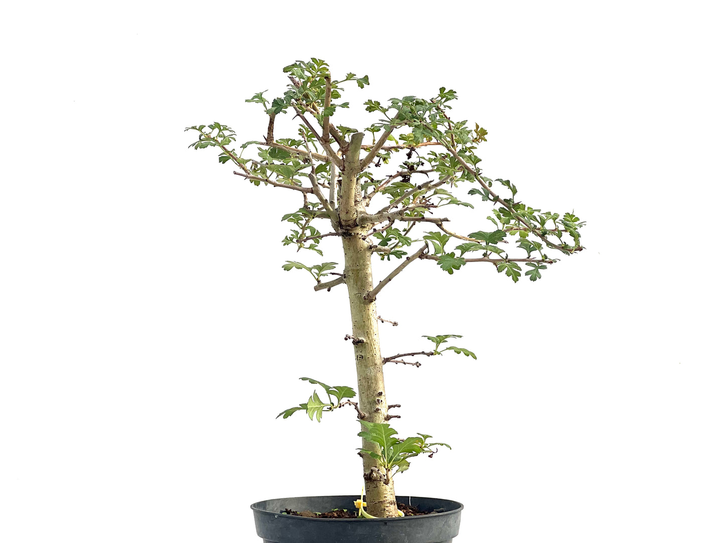 Crataegus Monogyna 2737
