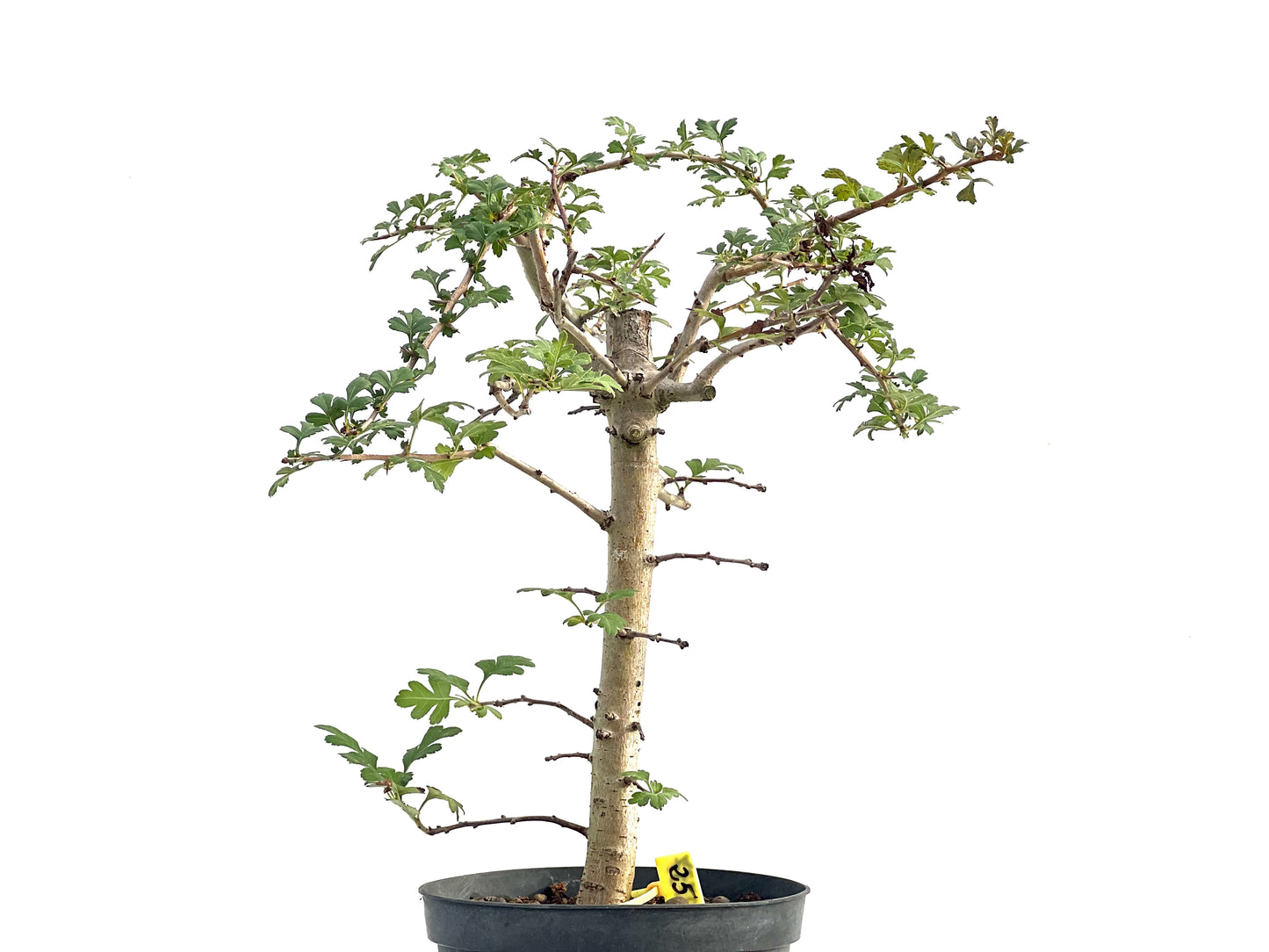Crataegus Monogyna 2737