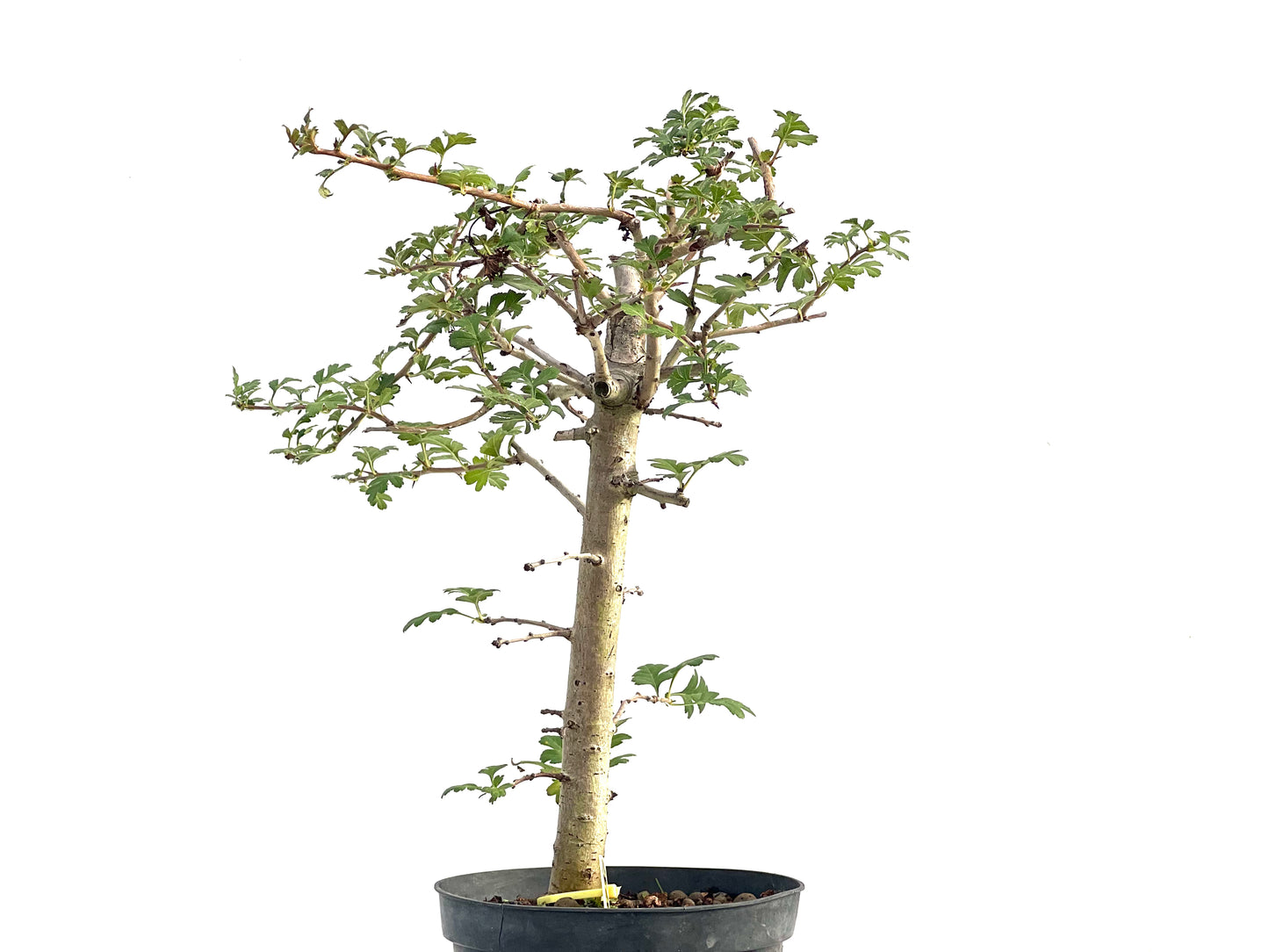 Crataegus Monogyna 2737