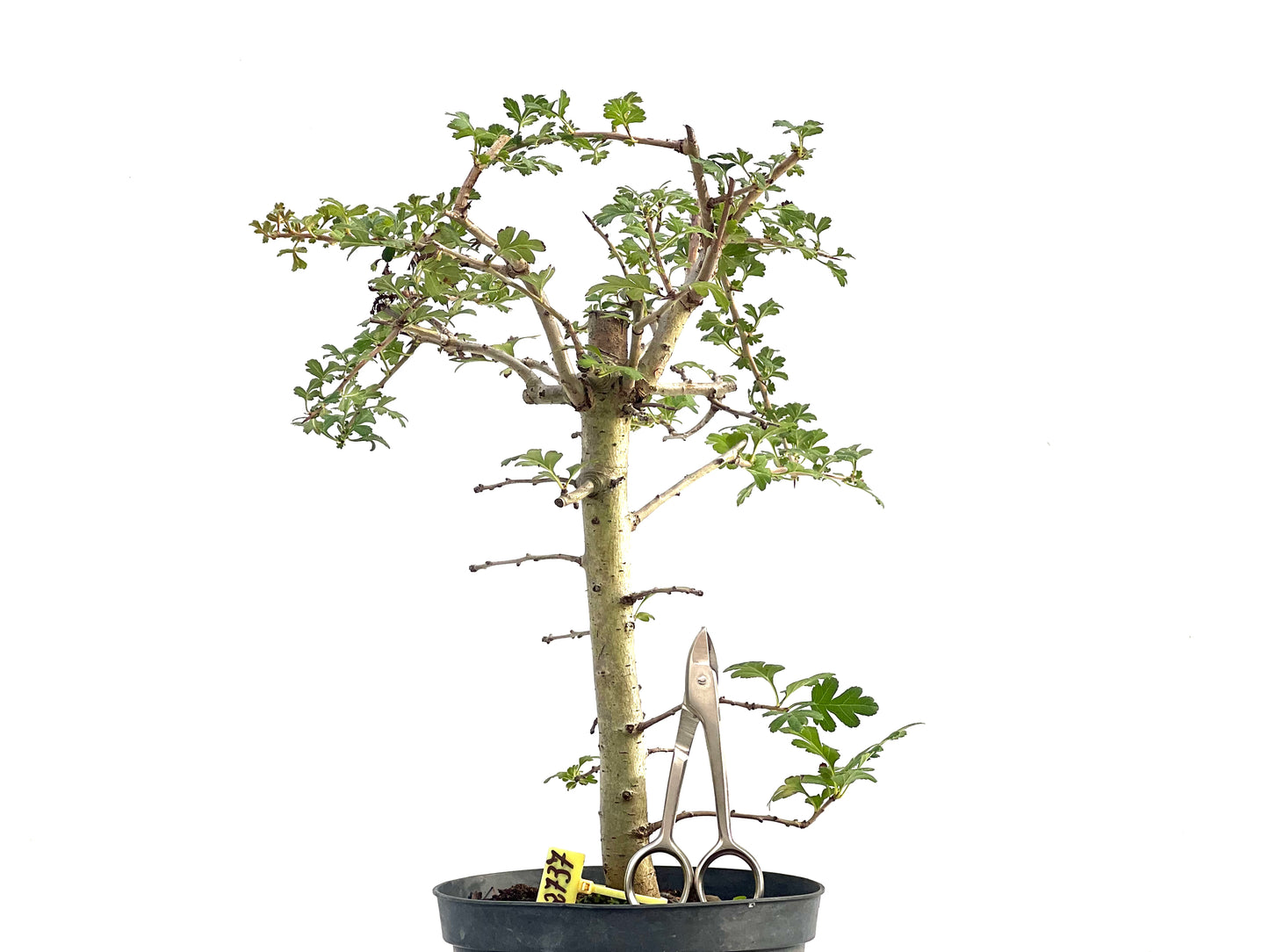 Crataegus Monogyna 2737