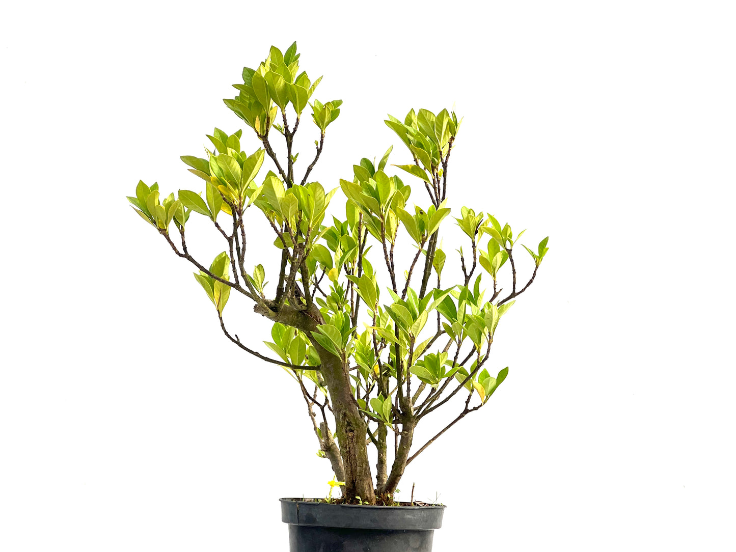 Gardenia Jasminoide 2735