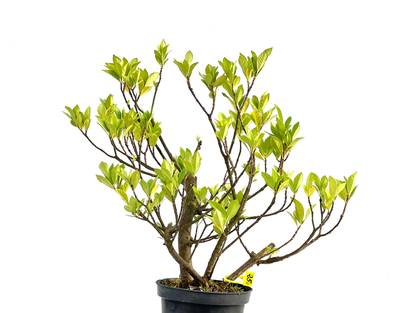 Gardenia Jasminoide 2735