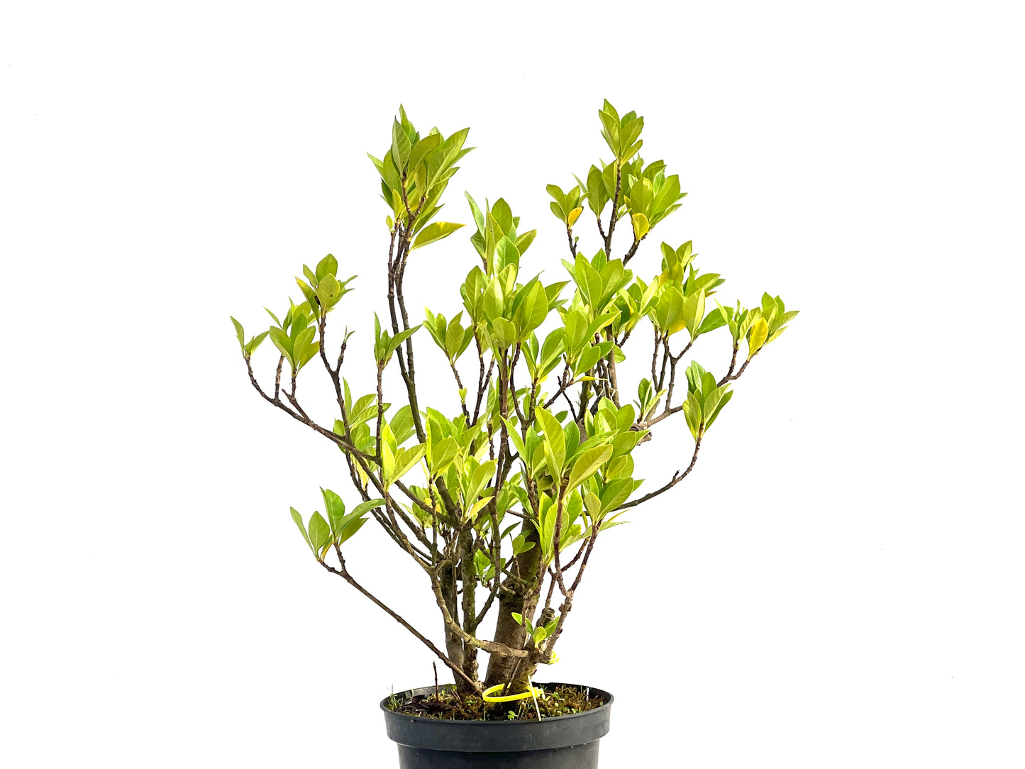 Gardenia Jasminoide 2735