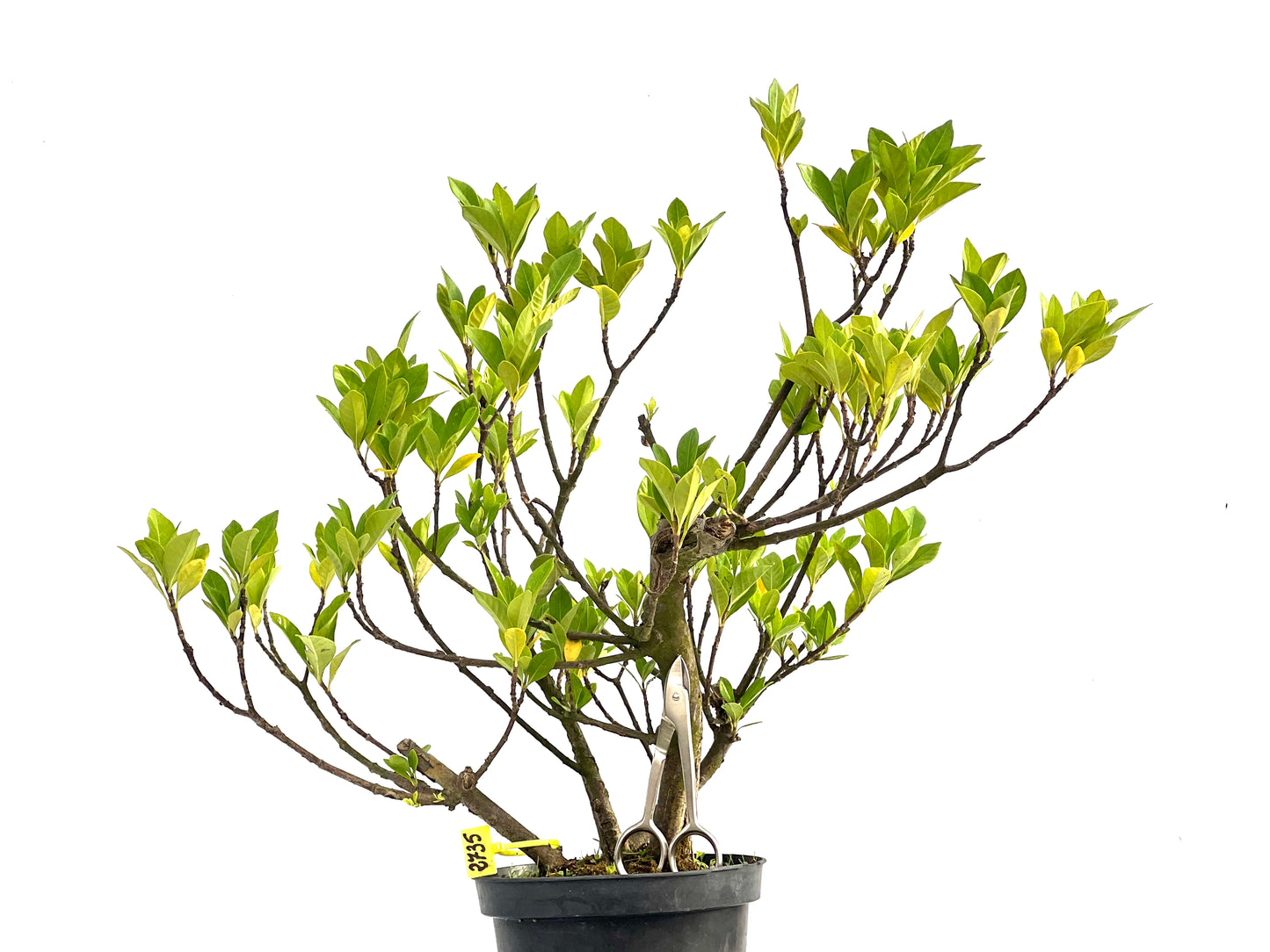 Gardenia Jasminoide 2735